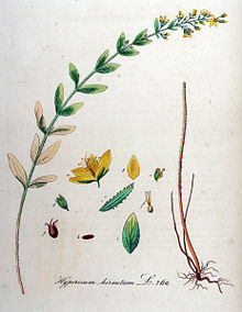 گل راعی کرکدار - معرفی و خواص گیاهان دارویی